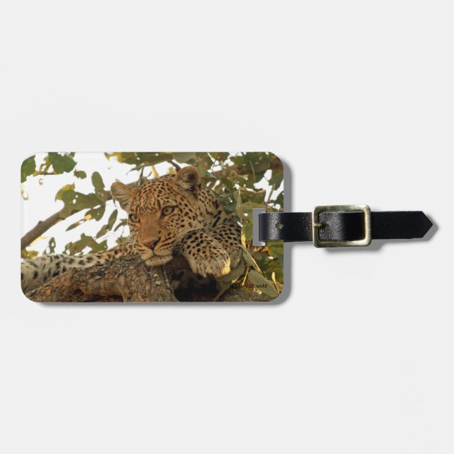 Leoparden på vilar bagagebricka (Horisontell Framsida)