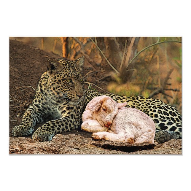 Leoparden ska ljuga ner med grabben Isaiah 11 Fototryck (Framsidan)