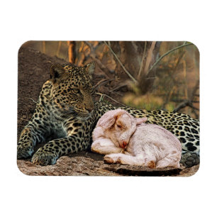 Leoparden ska ljuga ner med lammen-Isaiah 11 Magnet