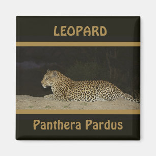 Leoparden som ljuger på sanden, packar ihop magnet