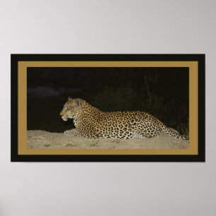 Leoparden som ljuger på sanden, packar ihop poster