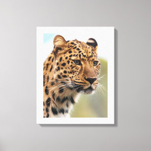 Leopardens intensiva blick canvastryck