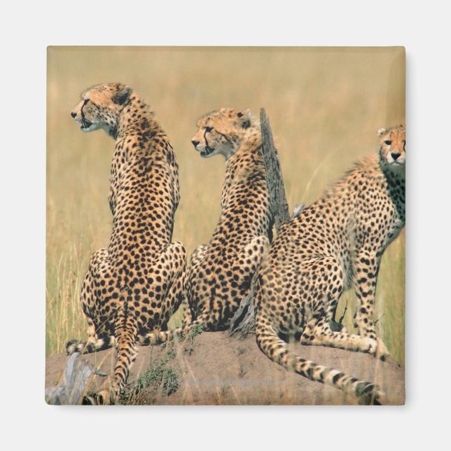 Leoparder tittar bort magnet (Framsidan)