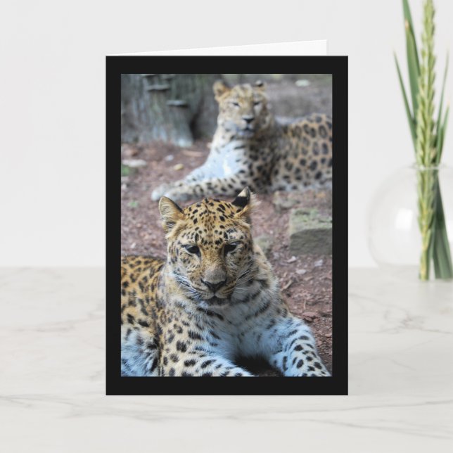 Leoparder Vila Kort (Framsida)