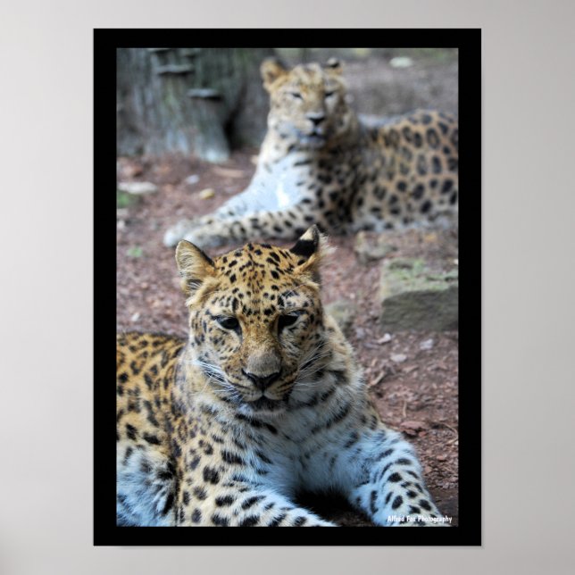 Leoparder Vila Poster (Framsidan)