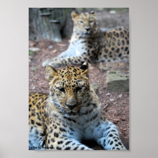 Leoparder Vila Poster