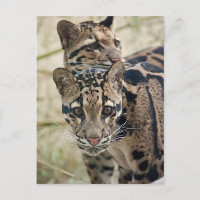 Leoparder Vykort (Framsida)