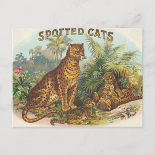 Leoparder Vykort