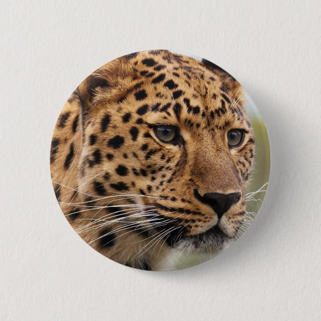 Leopardfoto Knapp (Framsida)