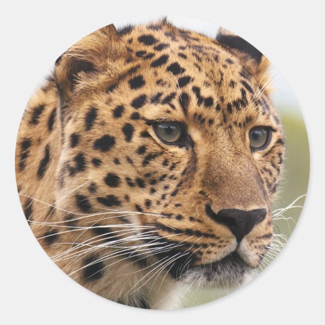 Leopardfoto Runt Klistermärke (Framsida)