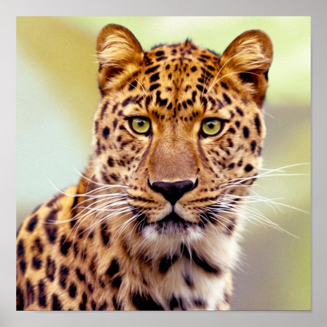 Leopardfotografi Poster (Framsidan)