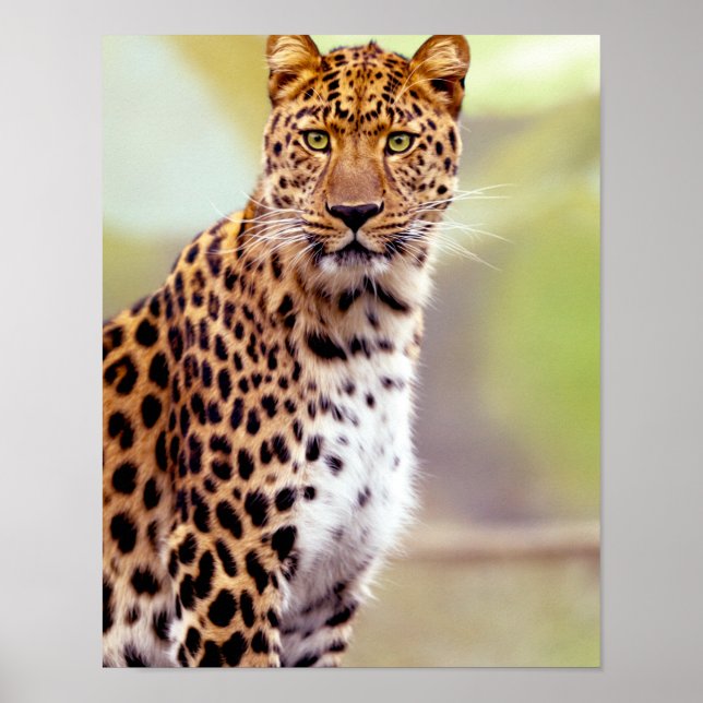 Leopardfotografi Poster (Framsidan)