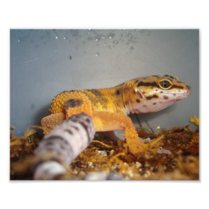 LeopardGecko Fototryck