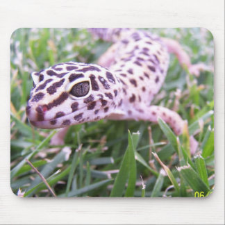 LeopardGecko Musmatta