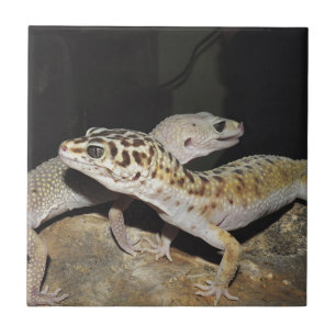 Leopardgeckodesign för alla! kakelplatta