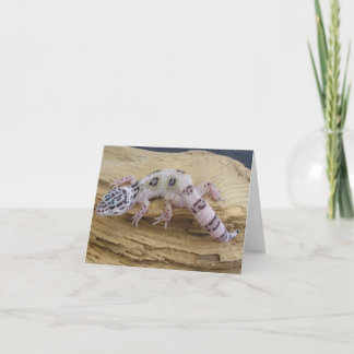 Leopardgeckoen noterar kortet kort