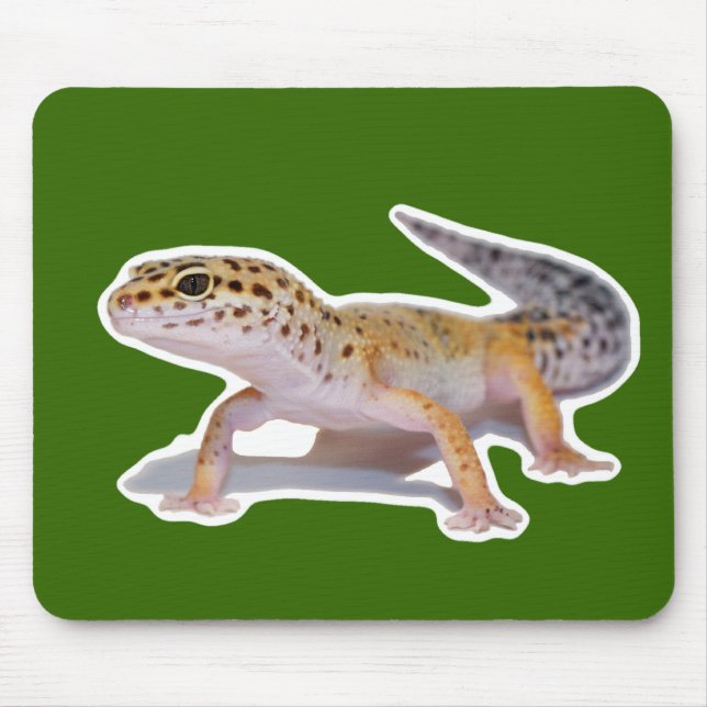 LeopardGeckomusen vadderar Musmatta (Framsidan)