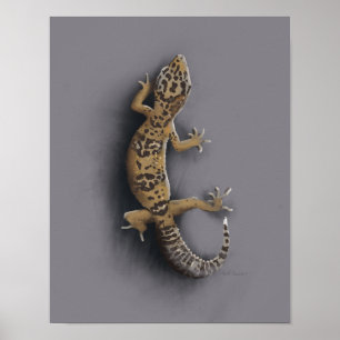 Leopardgeckoödla Poster