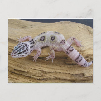 LeopardGeckovykort Vykort
