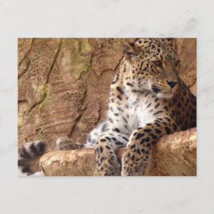 Leopardinbjudan Inbjudningar