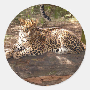 Leopardklistermärke Runt Klistermärke