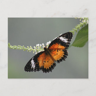 LeopardLacewing Vykort