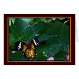 Leopardlaktning (Cetosia cyane): Butterfly Hälsningskort