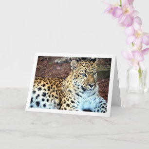 Leopardlättnad Kort