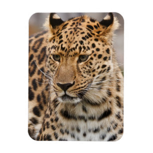 Leopardmagnet Magnet