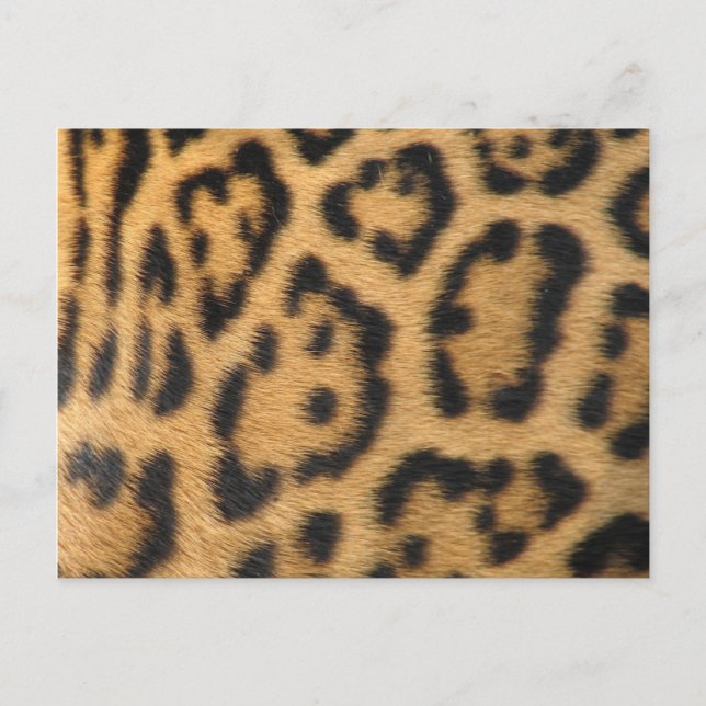 Leopardmönster Vykort (Framsida)