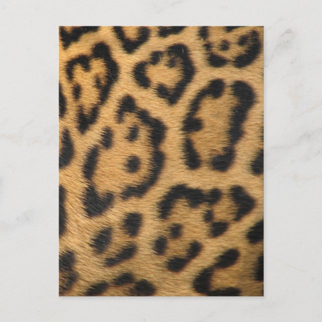Leopardmönster Vykort (Framsida)