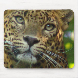 Leopardmusen vadderar musmatta