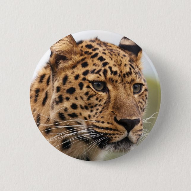Leopardporträtt Knapp (Framsida)