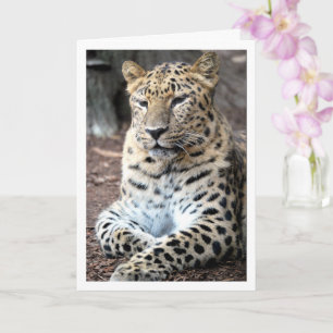 Leopardporträtt Kort