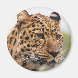 Leopardporträtt Magnet