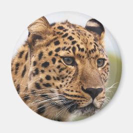 Leopardporträtt Magnet