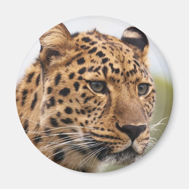 Leopardporträtt Magnet (Framsidan)