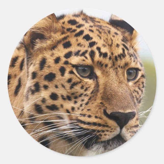 Leopardporträtt Runt Klistermärke (Framsida)