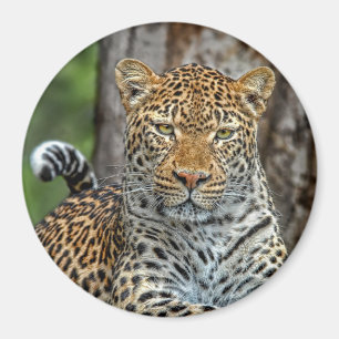Leopardporträttmagnet Magnet