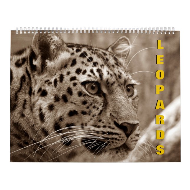 Leopards Calendar Kalender (Omslag)