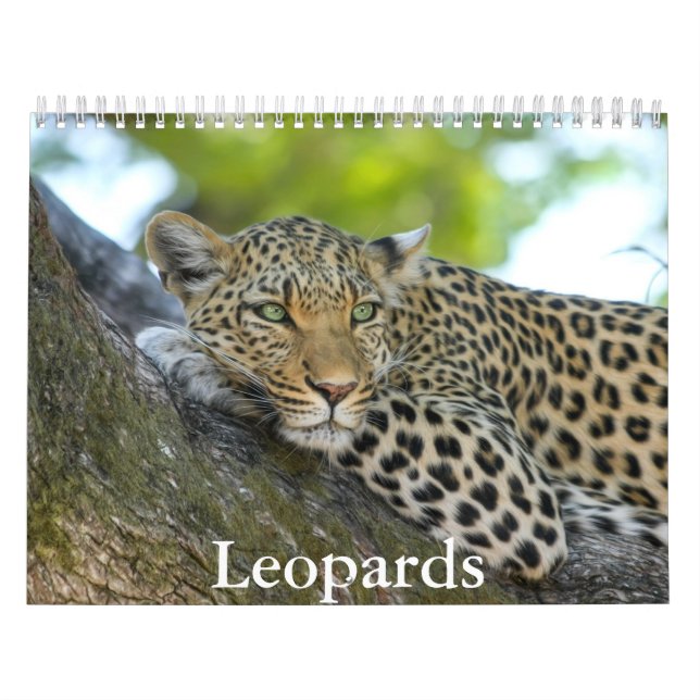 Leopards Calendar Kalender (Omslag)