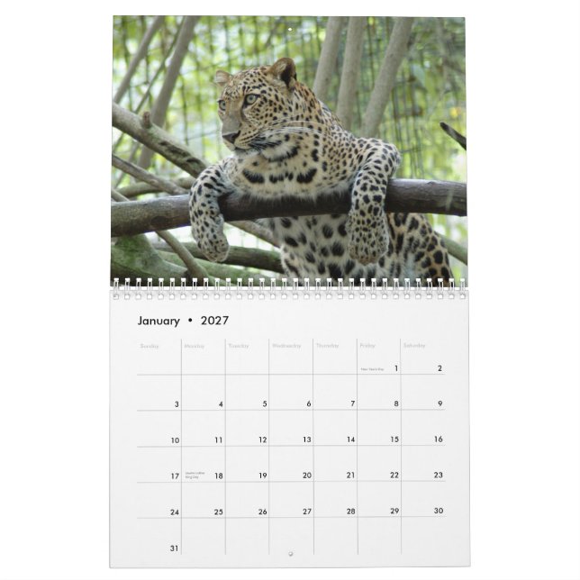 Leopards Calendar, Leopards Kalender (Jan 2027)