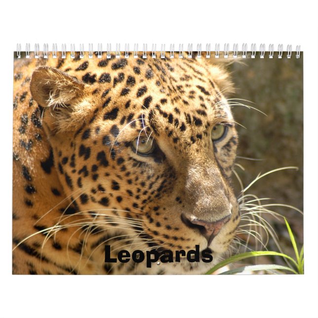 Leopards Calendar, Leopards Kalender (Omslag)