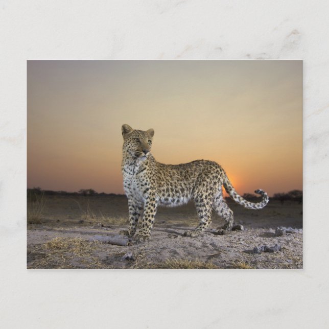 Leopards fullt (Panthera pardus) Vykort (Framsida)