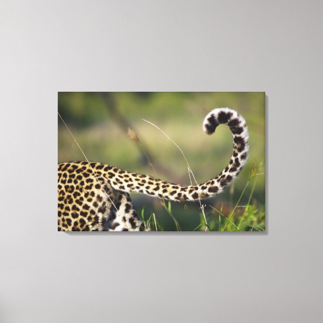Leopards svan (Panthera pardus) Canvastryck (Framsida)
