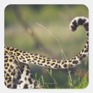 Leopards svan (Panthera pardus) Fyrkantigt Klistermärke
