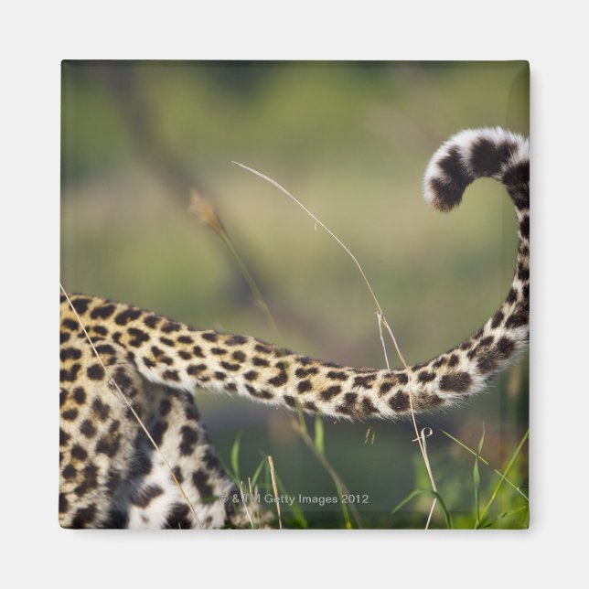 Leopards svan (Panthera pardus) Magnet (Framsidan)