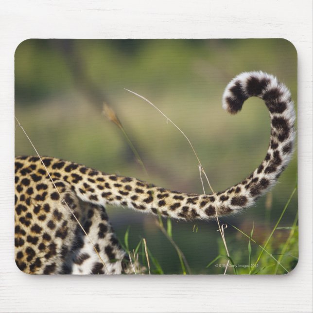 Leopards svan (Panthera pardus) Musmatta (Framsidan)