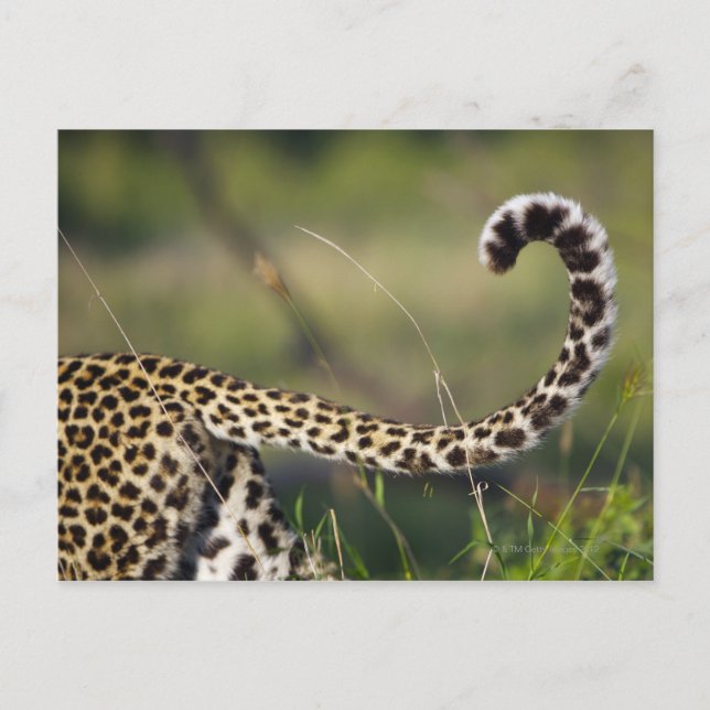 Leopards svan (Panthera pardus) Vykort (Framsida)