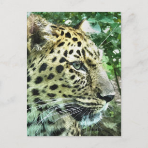 LEOPARDS VYKORT